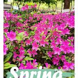 金陵花事||大行宫市民广场.杜鹃花