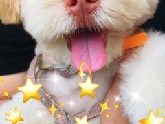 -安安宠医宠物医院·异宠·犬猫内科(岳阳分院)