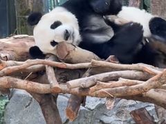 -栾川竹海野生动物园