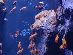 -海合安武汉极地海洋公园