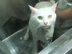 -宠物梦想家(日月豪庭店)