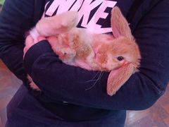 -宠物兔专门店(天丰利市场店)