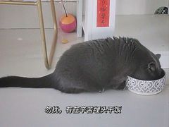 -鼓捣猫呢主题猫咖店