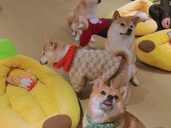 -逗柴咖啡屋·狗咖猫咖宠物桌游