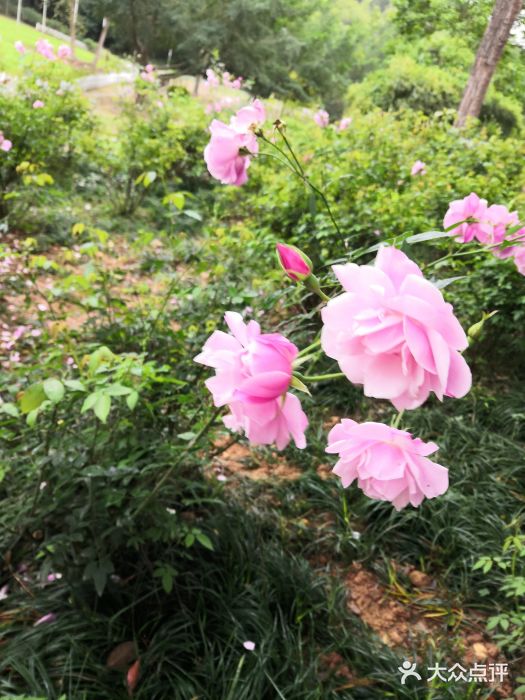 南宁良凤江国家森林公园图片