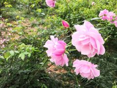 -南宁良凤江国家森林公园