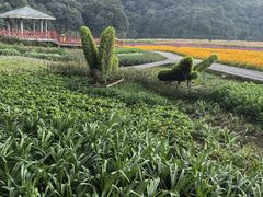 -广州市石门国家森林公园