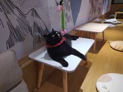 -滚猫咖啡·猫咖·猫友好撸猫(未来城店)