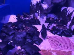 -暹罗海洋世界