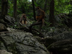 -黔灵山公园