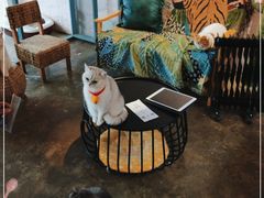 -喵屿·大理花园猫咖