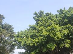 -光明港公园