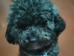 -汪喵宠物医院·骨科心脏影像·犬猫急重症ICU诊疗中心(成华分院)