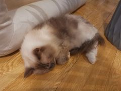 -Cappucimeow猫咪咖啡馆(韦伯时代店)