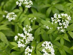 -黑龙江省森林植物园