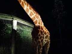 -清迈夜间动物园
