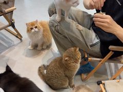 -Heymao猫咖.咖啡厅(东门店)