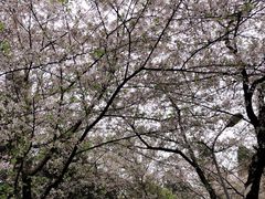 -武汉大学-樱园