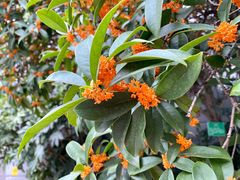 -南阳建业森林半岛假日酒店