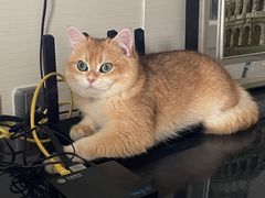 -青石桥花鸟鱼虫市场(叠翠城店)