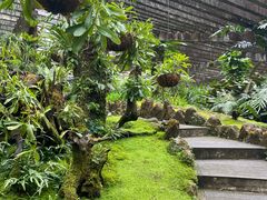 -深圳仙湖植物园