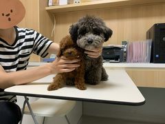 -谐和益家动物医院·免疫绝育·血液透析·宠保定点医院(高新伊藤分院)