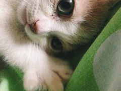 -东方名猫馆·英短金渐层布偶猫舍(环线广场1号楼店)