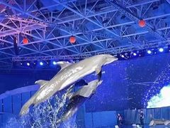 -海合安青岛极地海洋公园