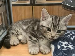 -袖虎·猫馆(体育西路店)