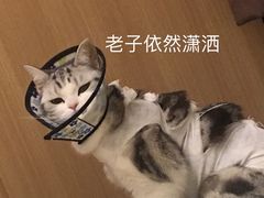 -瑞派天使宠物医院·神经外科·骨科·核磁(洛川中路店)