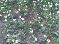 -长春公园(普阳街道)