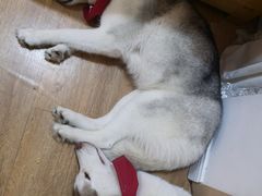 -Husky Go! 哈士奇体验馆·宠物咖啡厅狗咖
