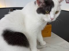 -喵园·猫主题咖啡厅·撸猫·猫咖(国贸店)