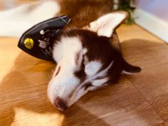 -Husky Go! 哈士奇体验馆·宠物咖啡厅狗咖