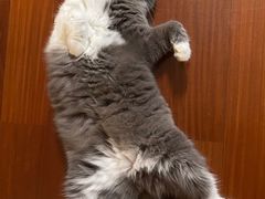 -美联众合宠物医院·爱萌分院·内外科·猫科中心