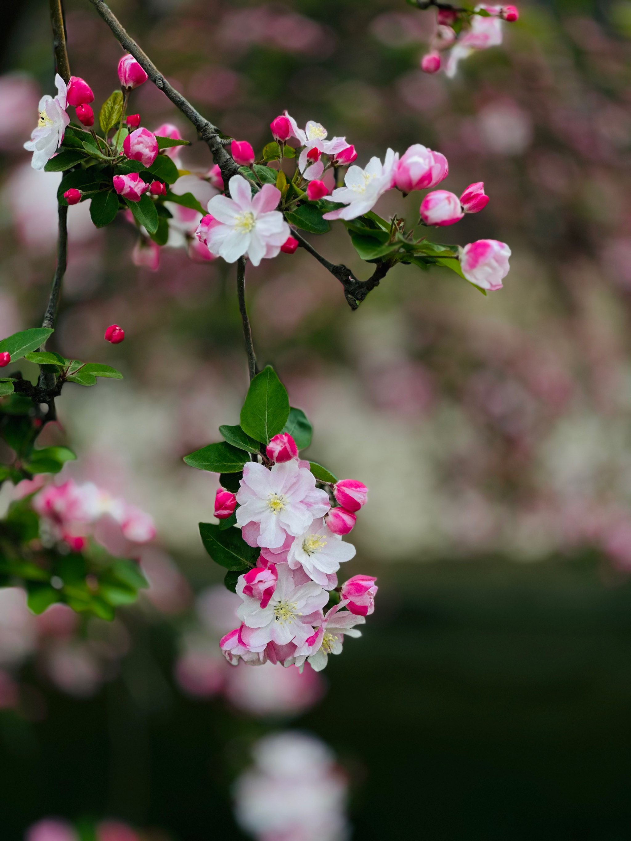 清明节赏花图片图片