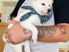 -柴犬小屋·柴餐厅·狗咖食堂(金鼎广场店)