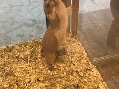 -悠尼宠物·独立低压伊珊娜洗护·美容·寄养(兰谷路店)