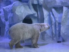 -芜湖新华联大白鲸海洋公园