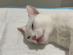 -灵美宠物诊所
