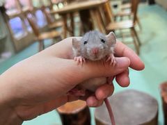 -藦茜花园宠物主题亲子互动体验馆(国顺东路店)