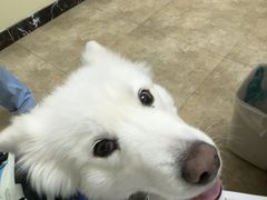 -美联众合动物医院·24h转诊中心