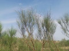-黄沙古渡原生态旅游区