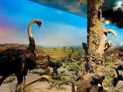 -国家自然博物馆