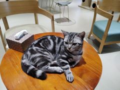 -藏猫猫咖啡主题馆(中央大道店)
