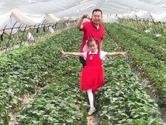-小鱼草莓采摘园农家乐·小鱼餐厅