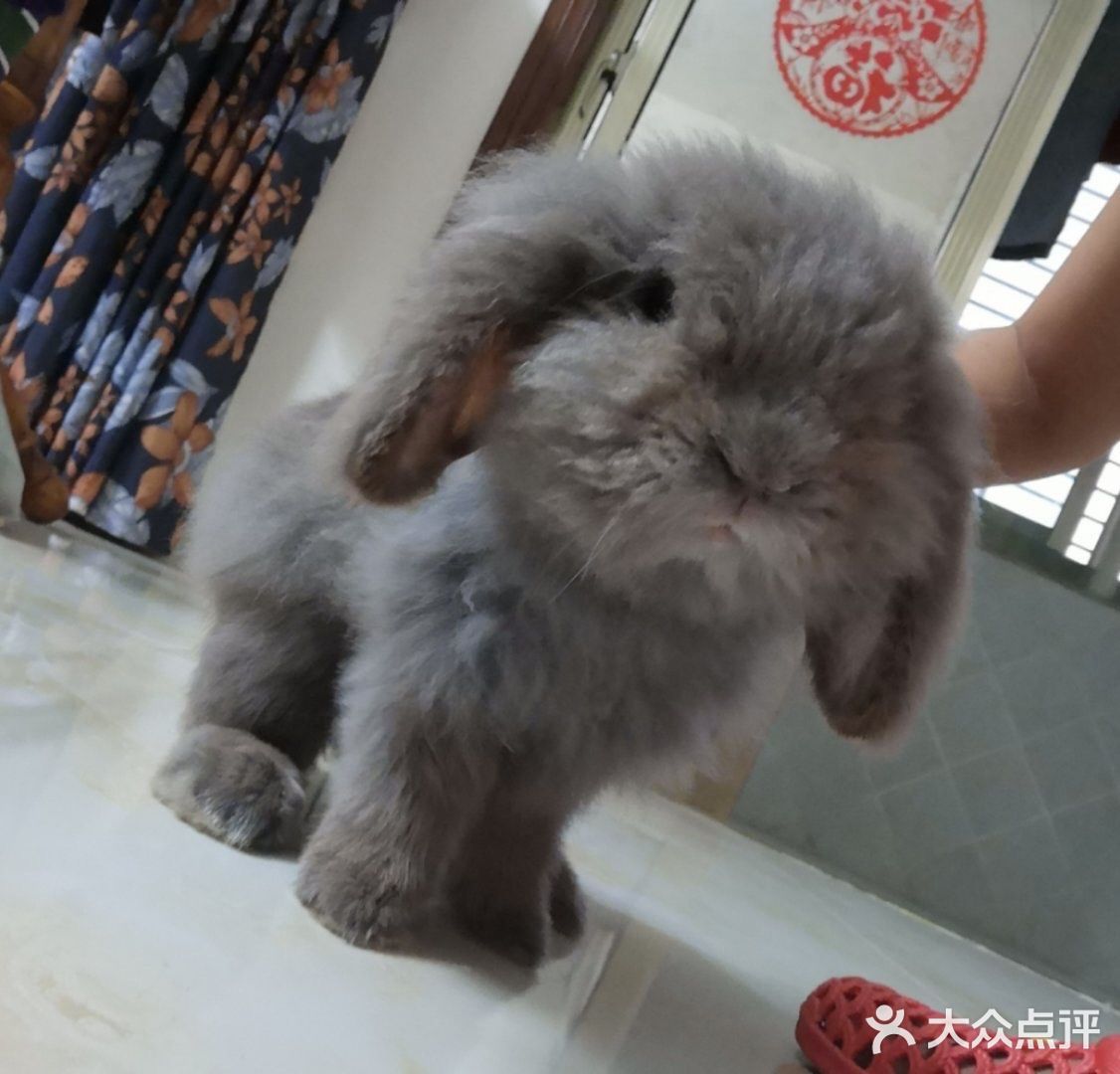 我最喜欢😘得小兔兔