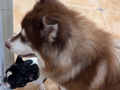 -Let's go狗咖·猫咖·奶狗·桌游(春熙路IFS店)