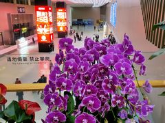 -青岛胶东国际机场