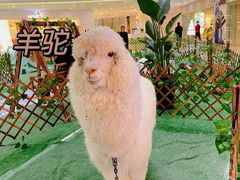 -保利MALL(天鹅湖店)